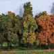 10 arbres automne 10-14 cm K2000